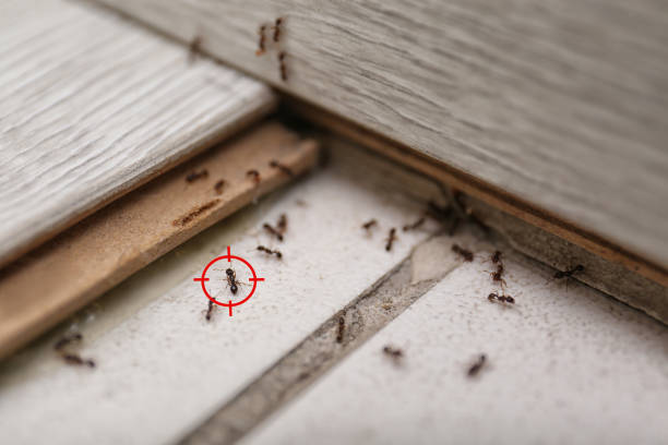 Best Local Pest Control Services  in Willow Oak, FL
