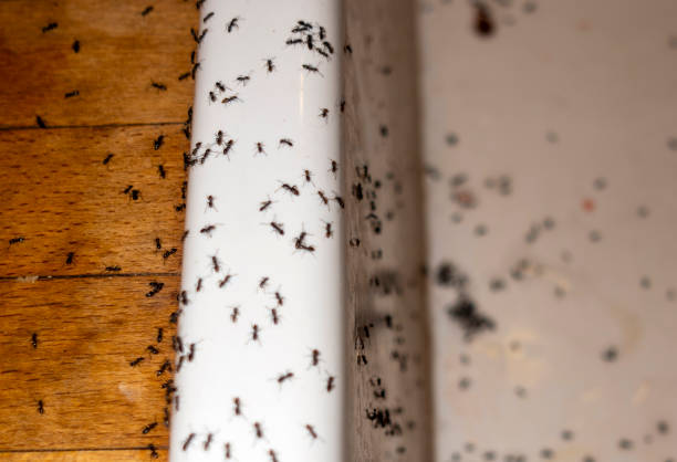 Best Wasp Removal Services  in Willow Oak, FL